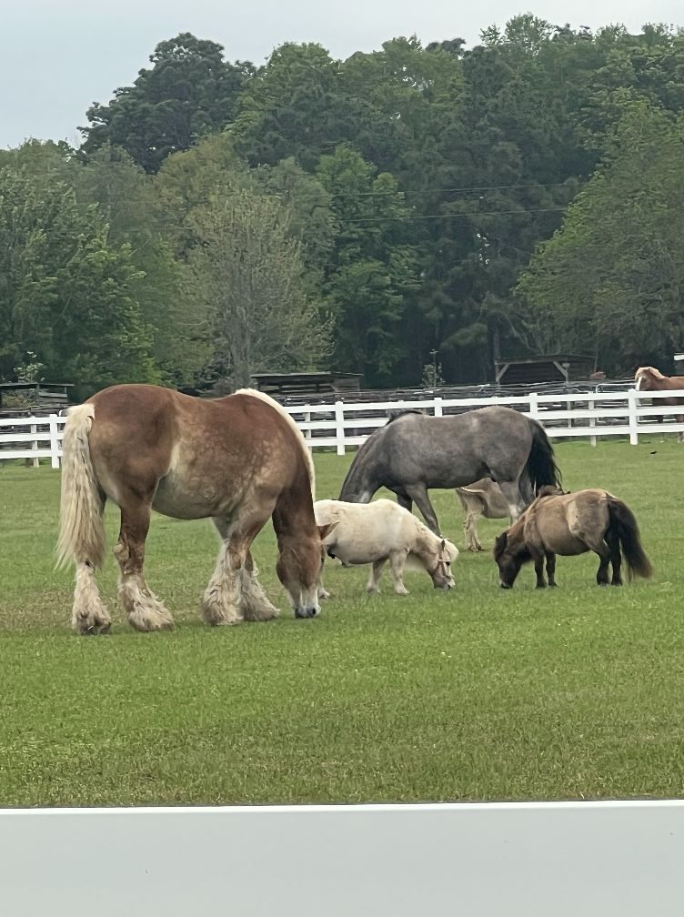 A group of horses grazing together in a green pasture.