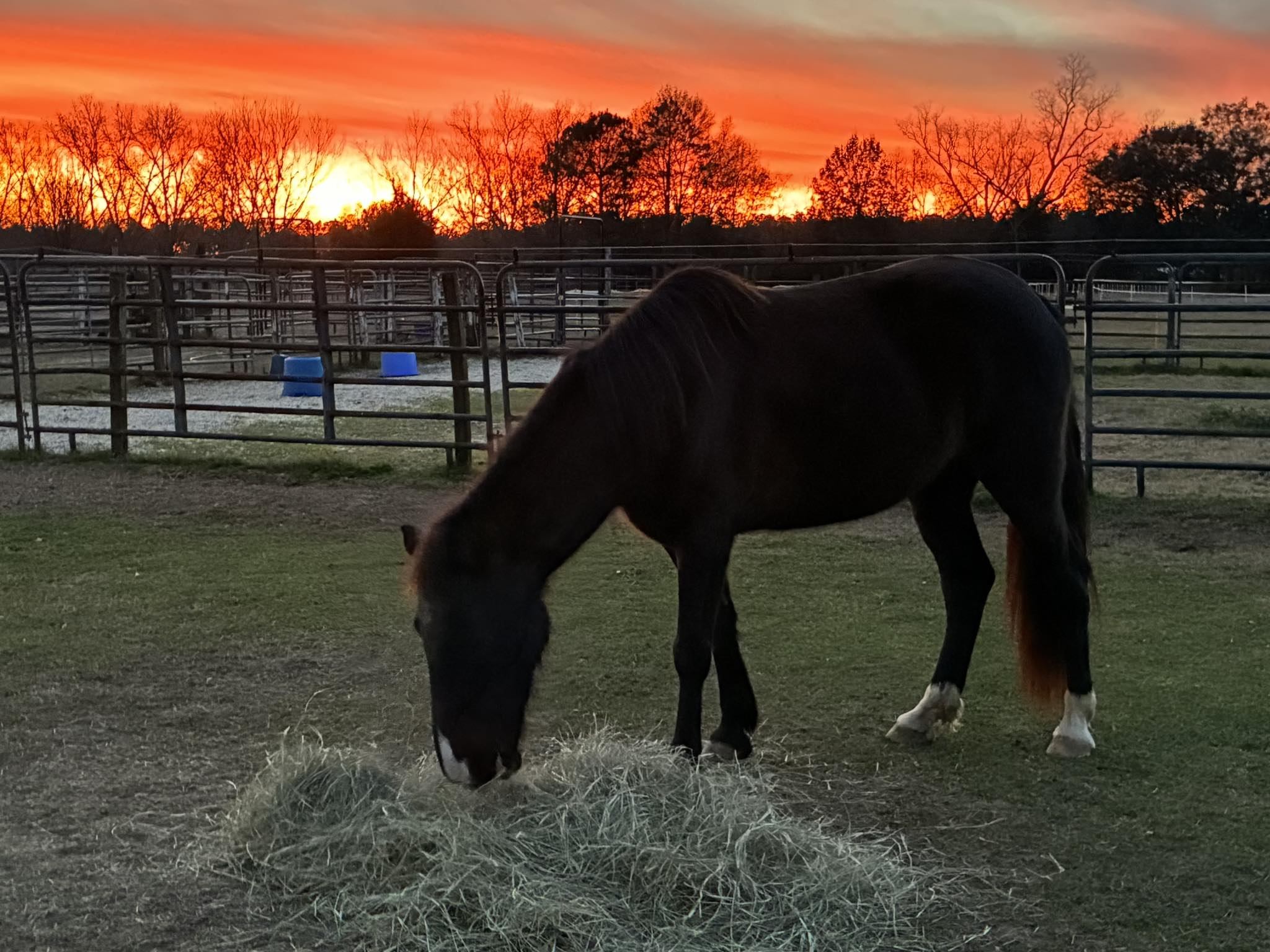 A horse eating hay in silhouette against a vivid orange sunset.