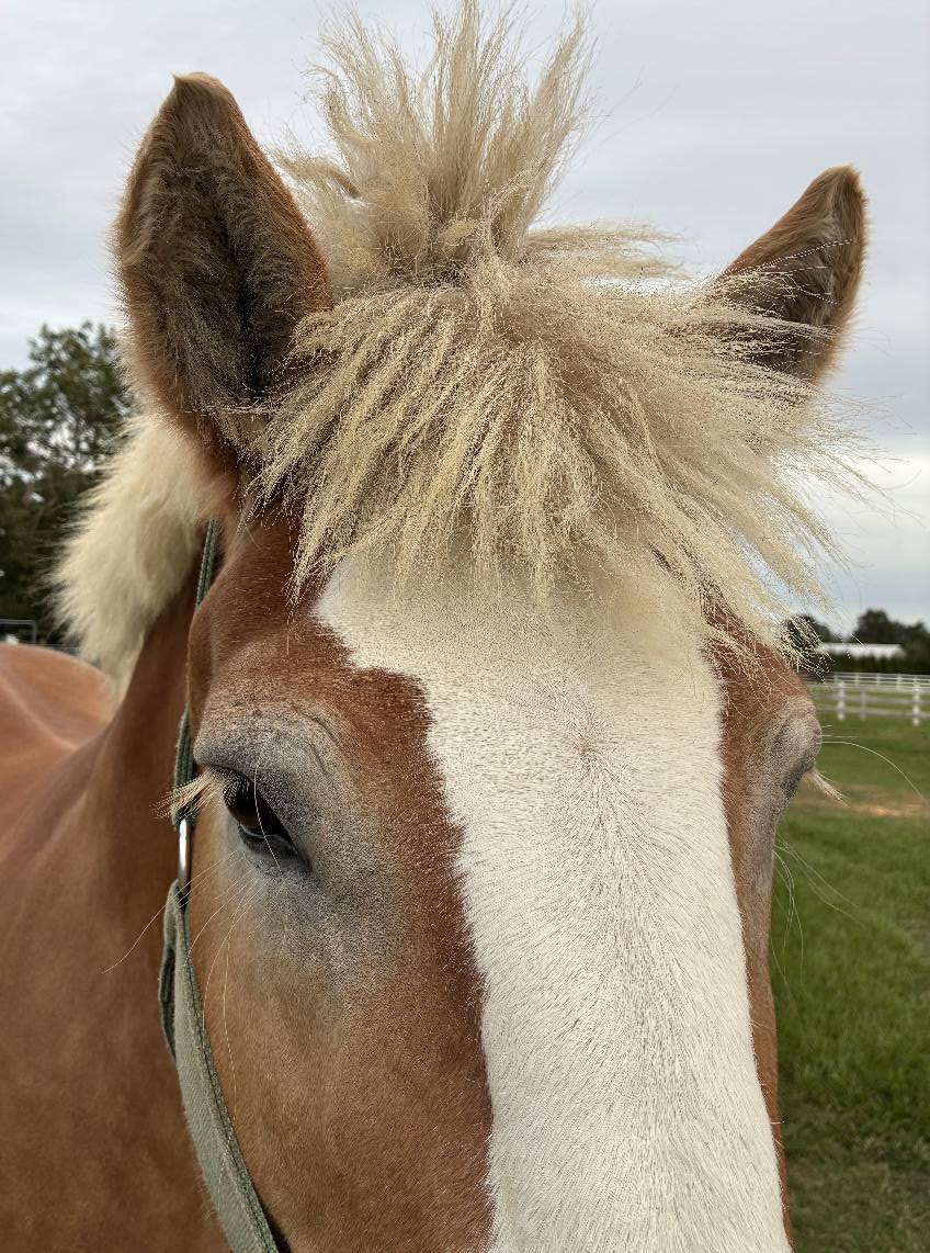 Close view of Trojan's face and forelock.