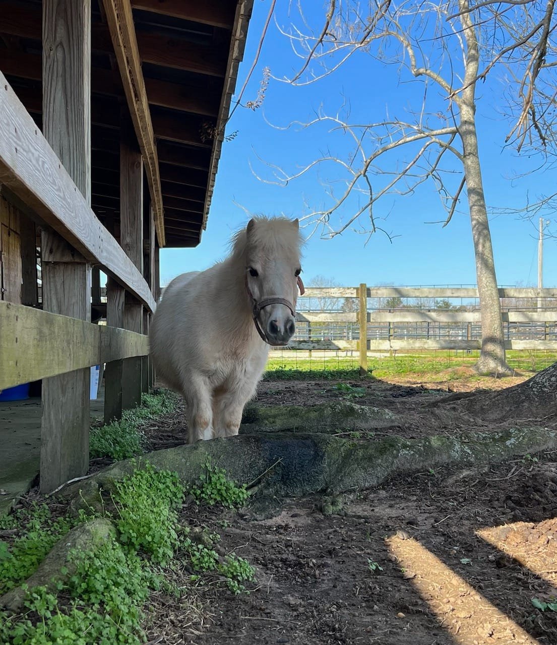 A small white pony standing beside a barn and tree on a sunny day.
